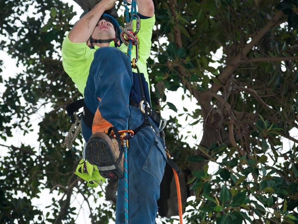 Qualified arborist working in a mature tree during a property survey in Kent