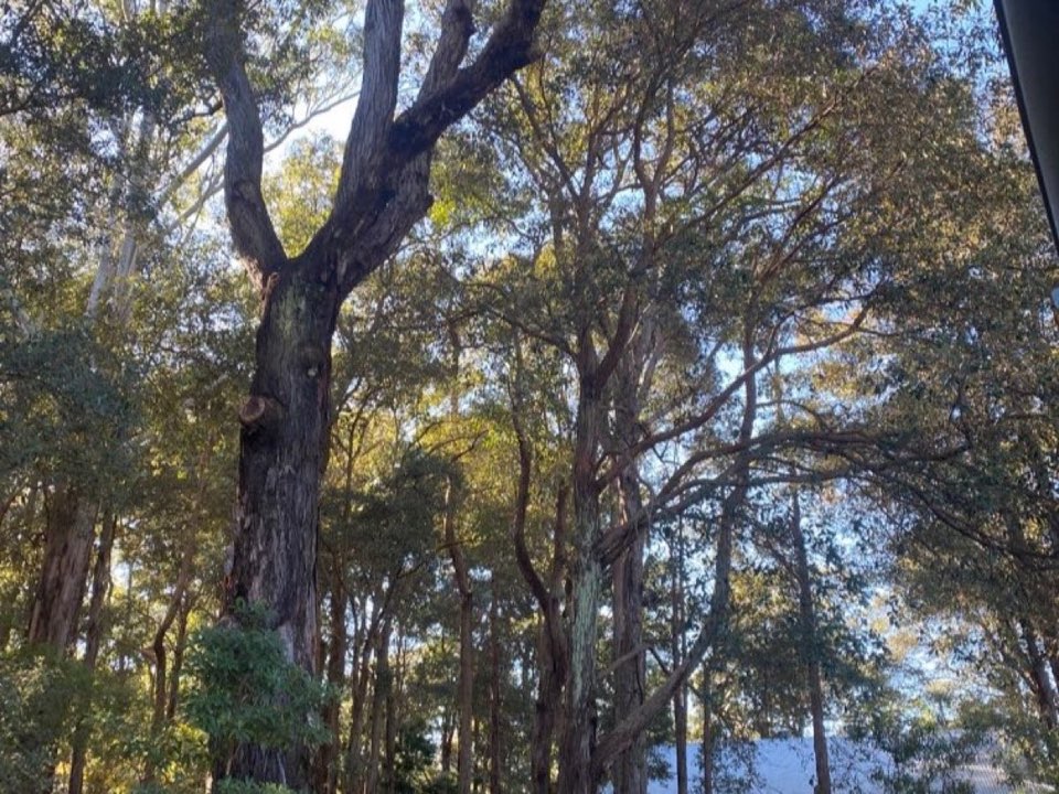 Mature trees in a Kent parkland setting due for routine re-inspection